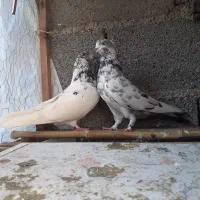 کبوتر پرشی پلنگ کاکلی کله سیاه کله جزئی دست دمسیاه