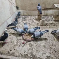 پلاکی مسافتی|پرنده|خمینیشهر, |دیوار