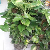 پتوس چماقی زعفرانی بزرگ ۵۰۰|گل و گیاه طبیعی|قم, علی آباد سعدگان|دیوار