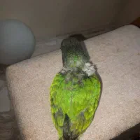 طوطی سنگال سرلاکی شناسنامه دار