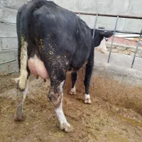 گاو شیری سمینتال تلیسه|حیوانات مزرعه|قزوین, |دیوار