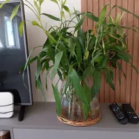 گل/ بامبو/بامبو رومیزی