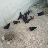 کبوتر زاغ