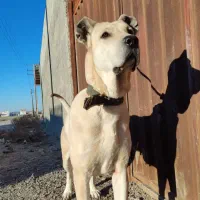 سگ ماده سرابی