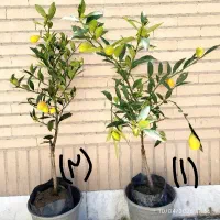 نهال«درختچه» لایم‌کوات(لیموترش۴فصل)