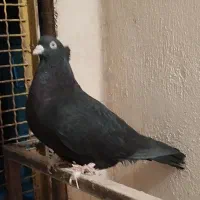 نر زاغ کرمانشاهی اصیل