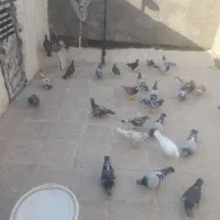 کفتر بوم