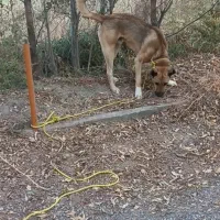 سگ سرابی نگهبان ۱۴ ماهه|سگ|سراب, |دیوار