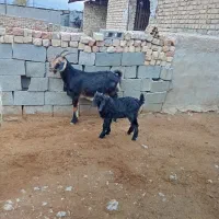 بز کهره (میش تقلی شیشک  قوچ)