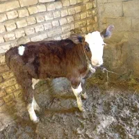 گاو گوساله سویسی