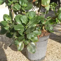 گلدان گل برگ قاشقی و شمعدانی|گل و گیاه طبیعی|فردوس (خراسان), |دیوار