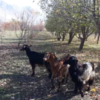 بز آبستن|حیوانات مزرعه|روانسر, |دیوار