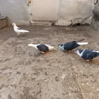کفتر ساده افشون و گراف ماده|پرنده|مشهد, شهید معقول|دیوار