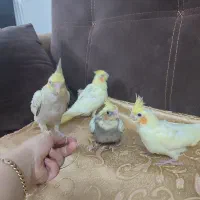 جوجه عروس هلندی