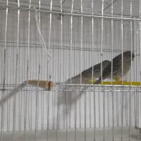 جوجه قناری نگرو سرخ|پرنده|داراب, |دیوار