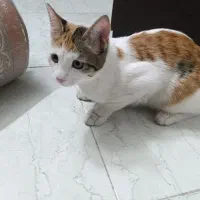 گربه|گربه|تهران, شهران شمالی|دیوار