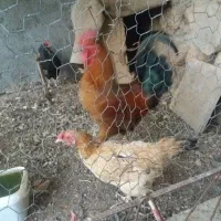 مرغ وخروس معاوضه باغاز