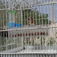 سهره نر جوان
