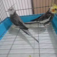 عروس هلندی|پرنده|اهواز, کیانشهر|دیوار