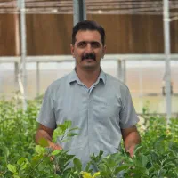 نهال صنوبر سریع چوب‌ده|خدمات باغبانی و درختکاری|ایلام, |دیوار