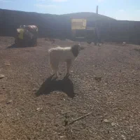 دو عدد بزغاله نر توافقی|حیوانات مزرعه|مود, |دیوار