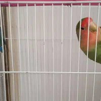 یک جفت طوطی برزیلی