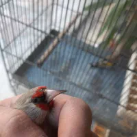 سهره|پرنده|فردیس, شهرک ارم|دیوار