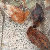 جوجه مرغ خانگی