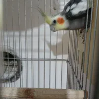 جفت عروس هلندی