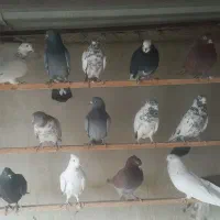 کبوتر|پرنده|تهران, یاخجی آباد|دیوار