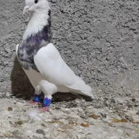 گمشده...مژدگانی فوری