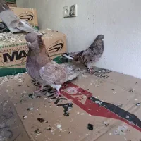 سرور|پرنده|ابهر, |دیوار