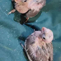 جوجه عروس هلندی سرلاکی