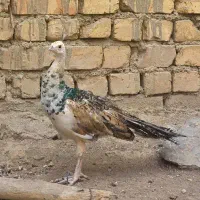 جوجه طاووس ابلق مصری نر