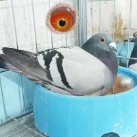 جفت مسافتی به ضمانت