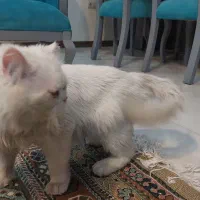 گربه نر پرشین چشم آبی عقیم شده