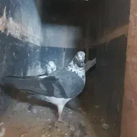 کفتر(کبوتر)|پرنده|تهران, طیب|دیوار