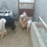 ۳راس بزغاله دار|حیوانات مزرعه|سلفچگان, |دیوار