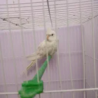 عروس هلندی|پرنده|شیروان (خراسان), |دیوار