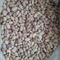 فروش لوبیا چیتی به قیمت مناسب به جهت نیاز