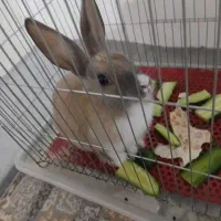 خرگوش