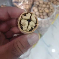 فروش گردوی خشک‌امسالی صددرصد سفید  و پر