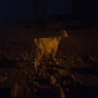 فروش ۳راس بز چاق ویه‌راس‌کهره نر قصابی‌|حیوانات مزرعه|سرفاریاب, |دیوار