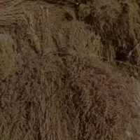 جارو درجه یک