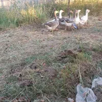 ۷عدد غاز درشت خانگی