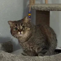 گربه گم شده جایزه ۱۰میلیون