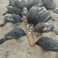 پرورش بوقلمون نژاد برنز انگلیسی ارگانیک نر و ماده|حیوانات مزرعه|تهران, مسعودیه|دیوار