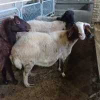فروش بره وگوسفندزنده مرغوب وچاق وسالم