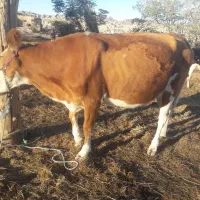 گاو سیمینتال قرمز ۸ماه آبستن یک شکم زاییده تلیسه|حیوانات مزرعه|مراوه, |دیوار