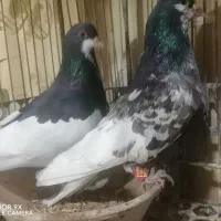 کبوتر رنگی ..شهری یال سیاه گلدار|پرنده|ششده و قره بلاغ, |دیوار